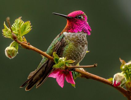 who are hummingbird predators