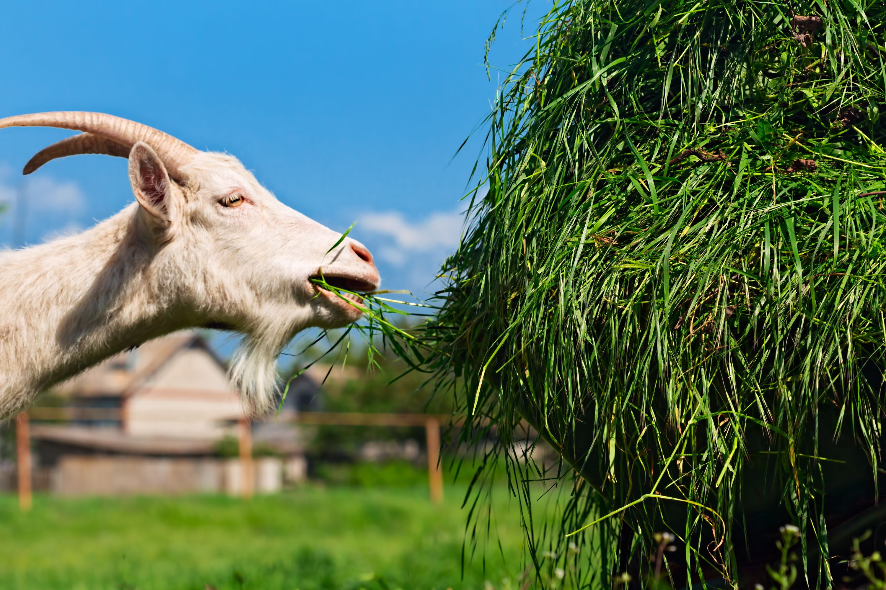 how-to-feed-and-tend-goats-on-a-small-farm