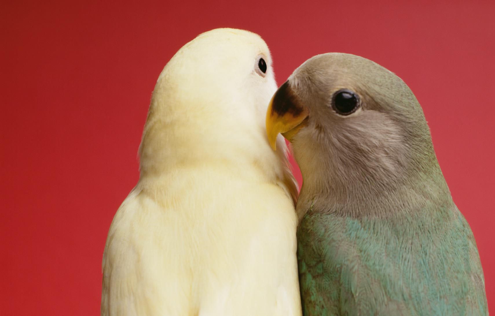 Caring For Pet Lovebirds - All About Pet Lovebirds