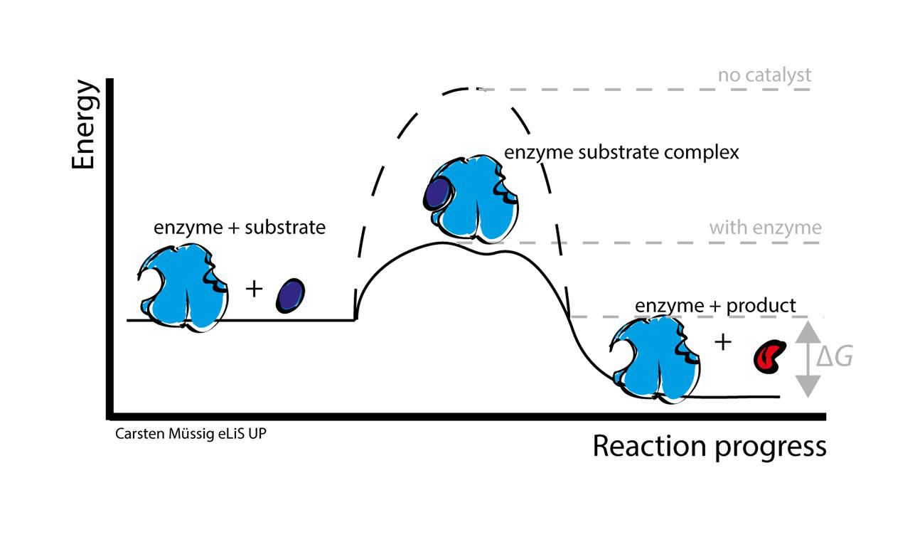 Structure and Function of an Enzyme