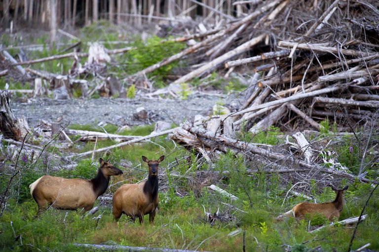 Habitat Loss Fragmentation And Destruction