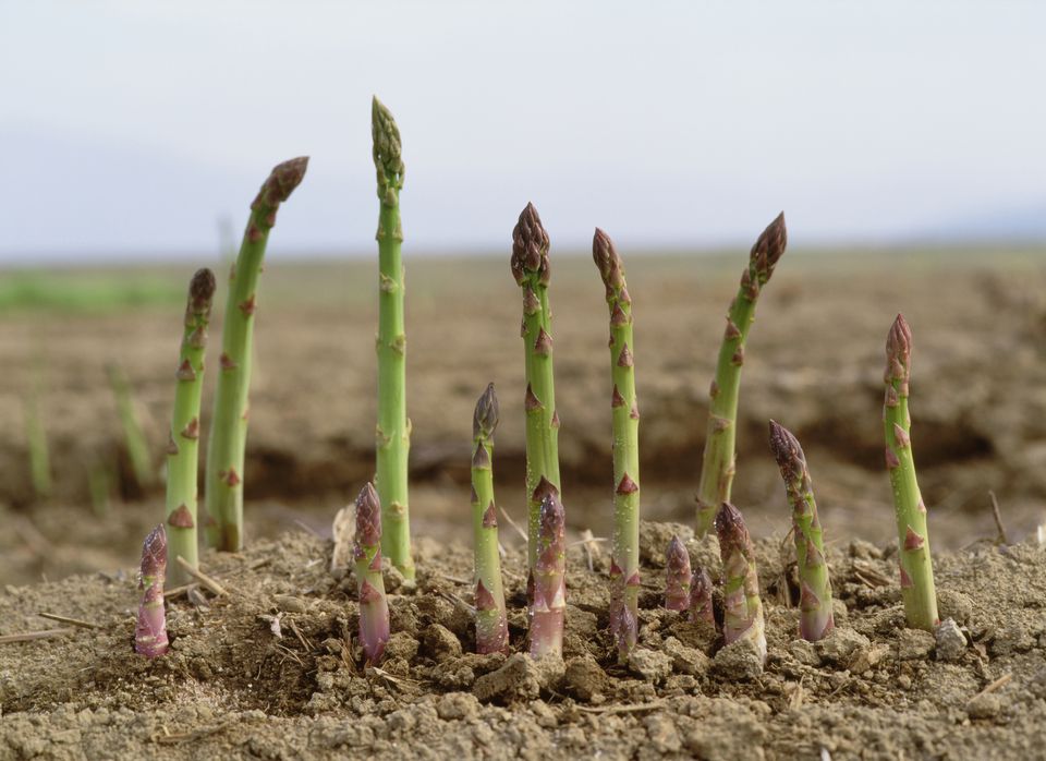 growing asparagus