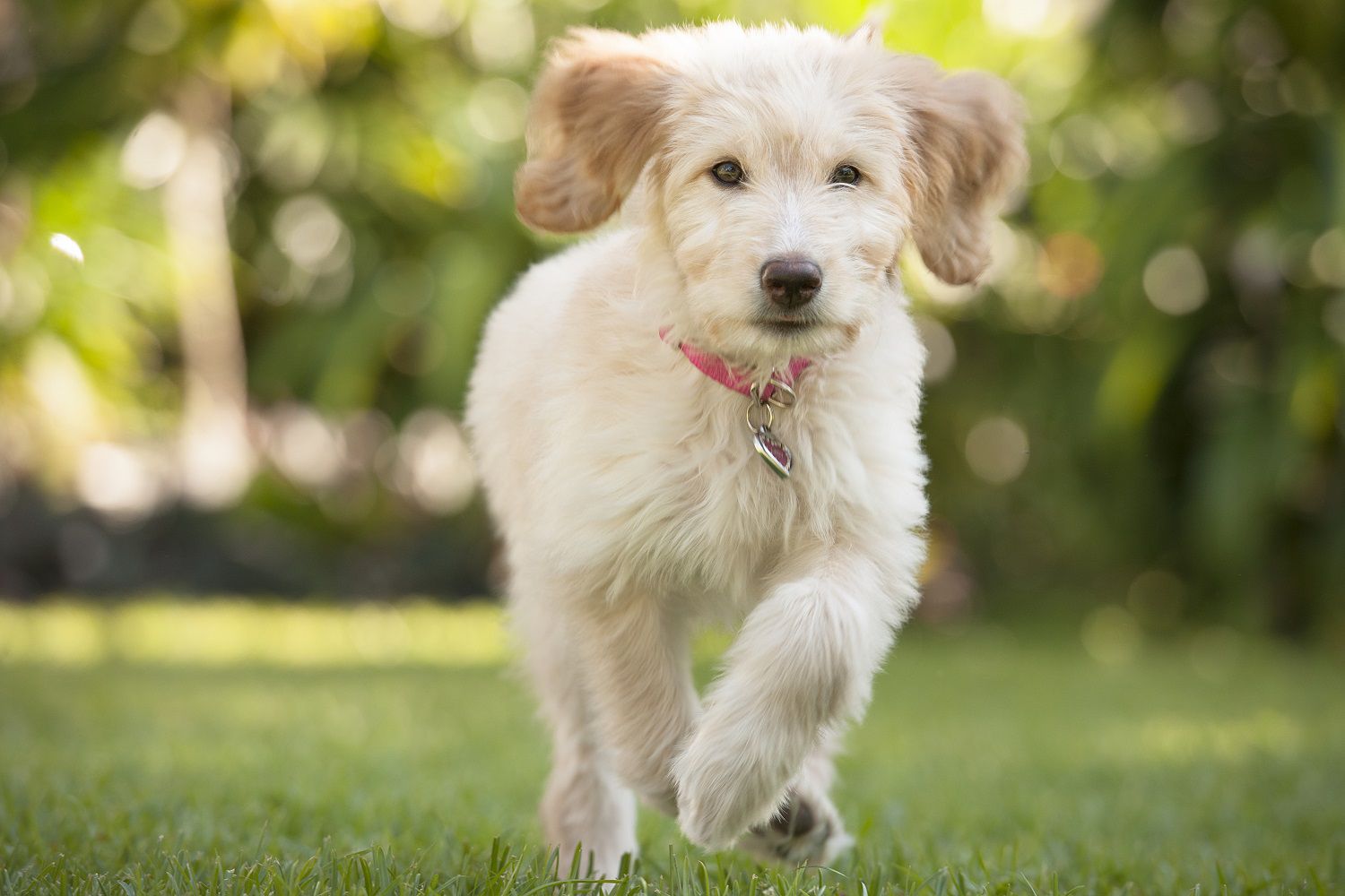 how-to-train-a-puppy-to-come-when-called