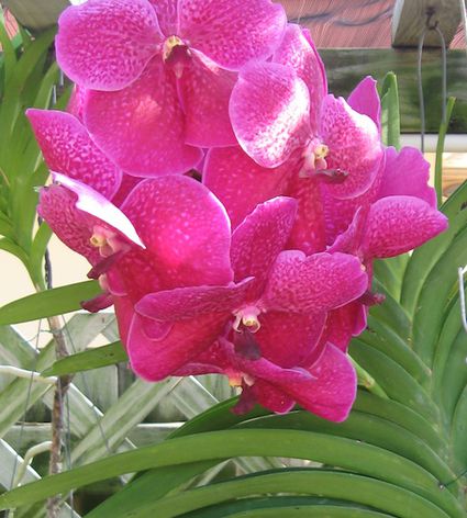 The Types of Orchids and Identification Photos