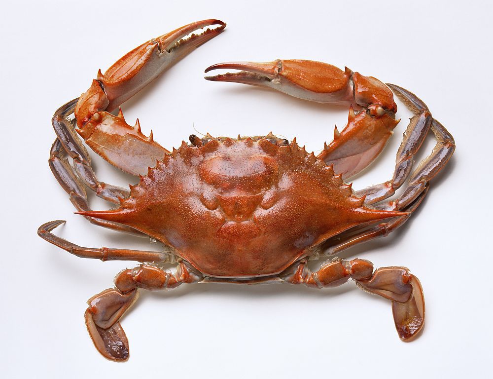 recipes claw crab Crabs Know to (Things About Crabs) Blue Maryland