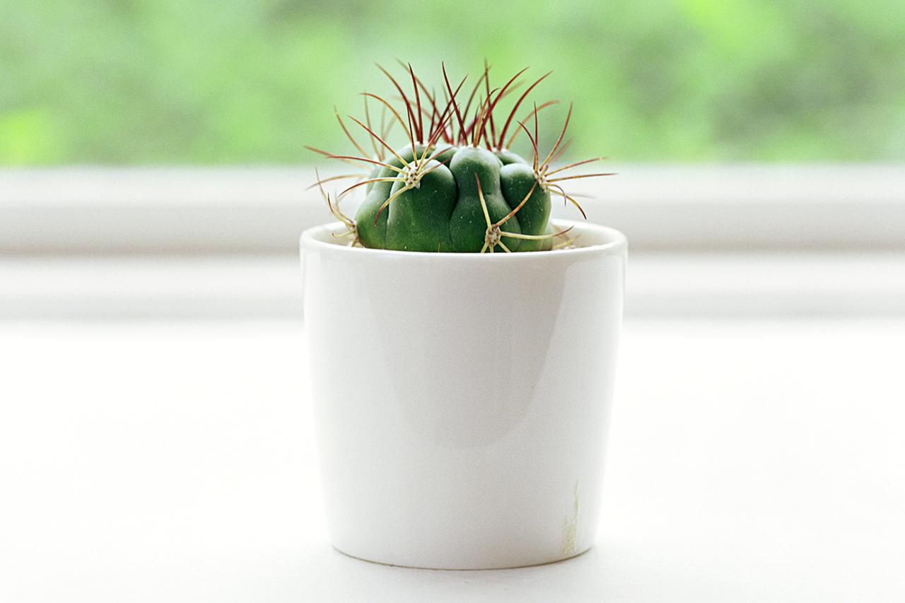 How to Grow Healthy Cactus Plants Indoors
