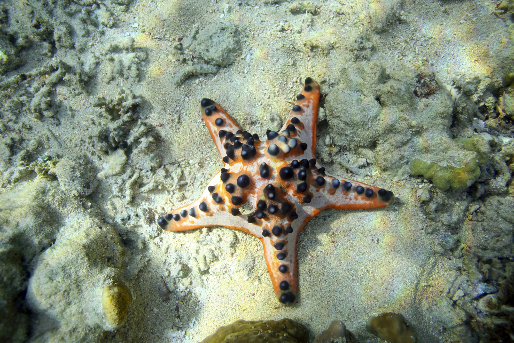 starfish-facts-and-information