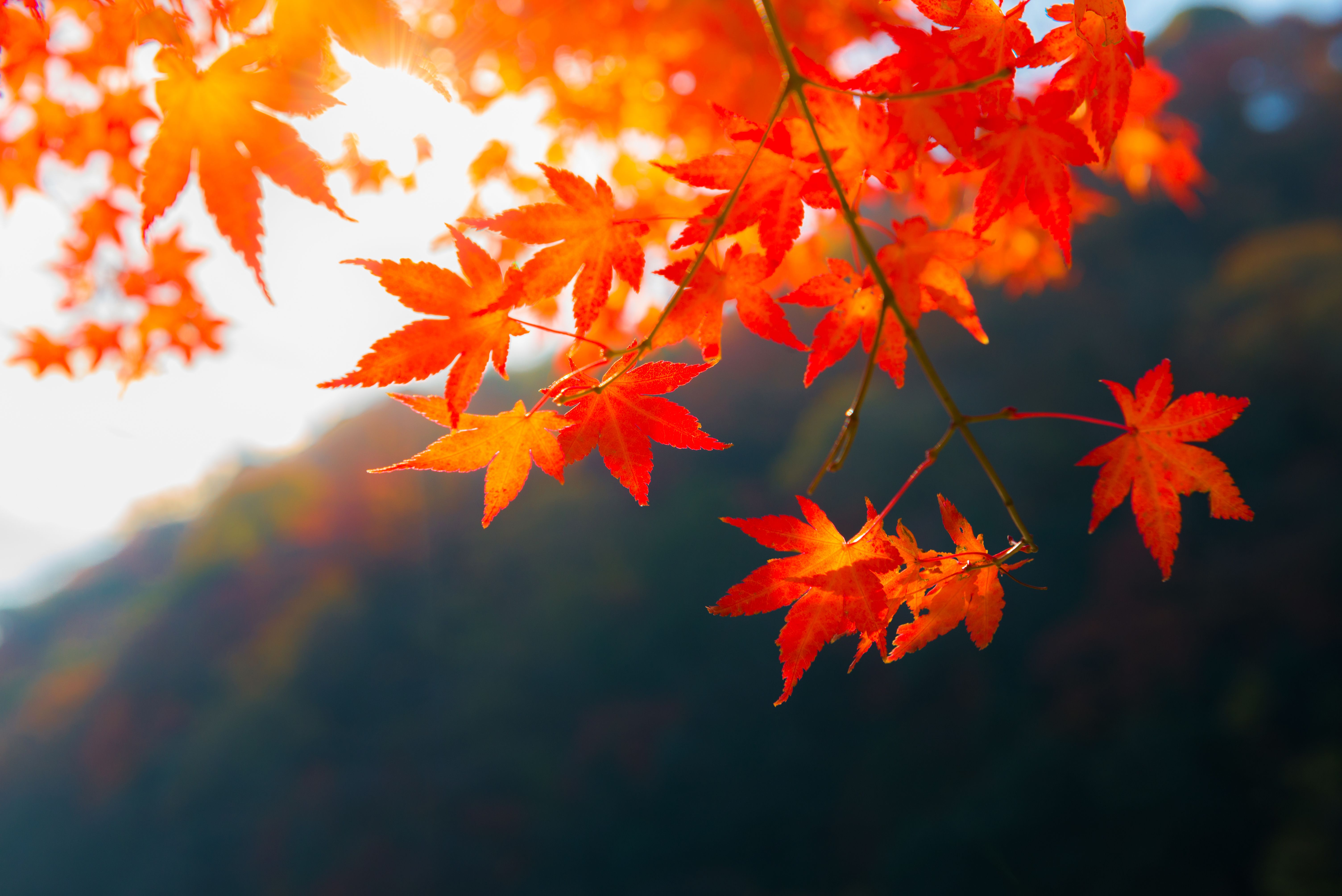 Why Do Leaves Change Color in the Fall?