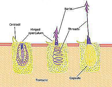 Stinging Hydroids - Facts, Treatment, Basics