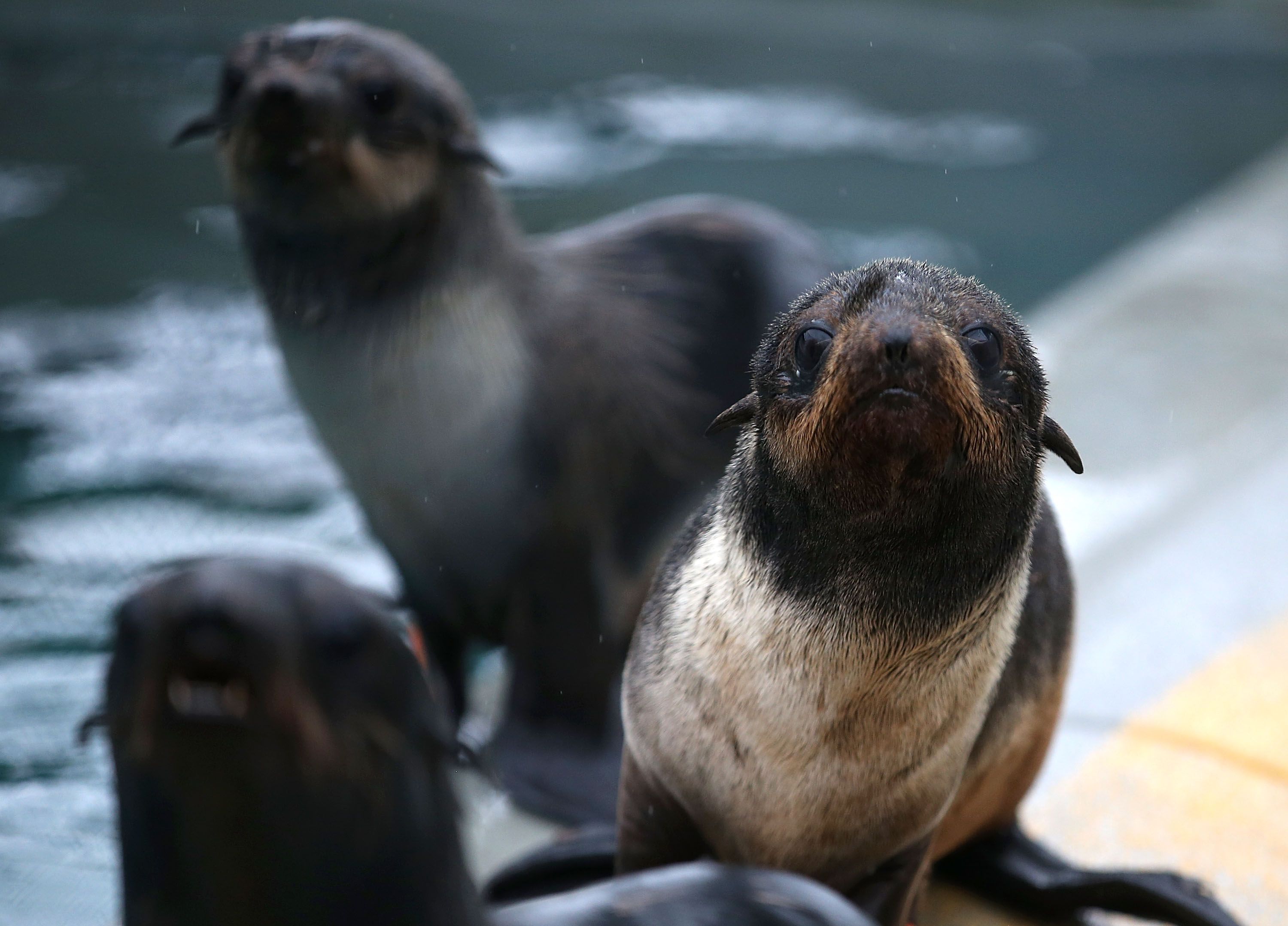 Sea Lion Characteristics