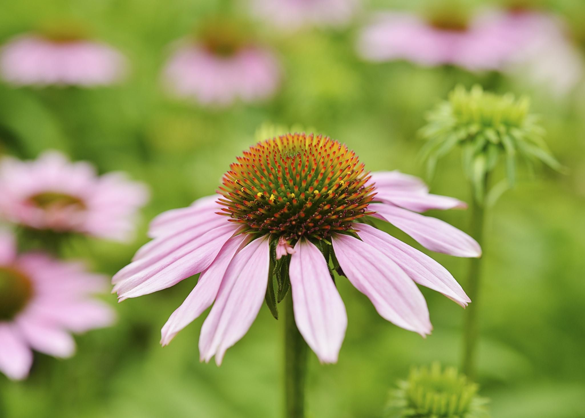 How to Grow Purple Coneflower Perennials