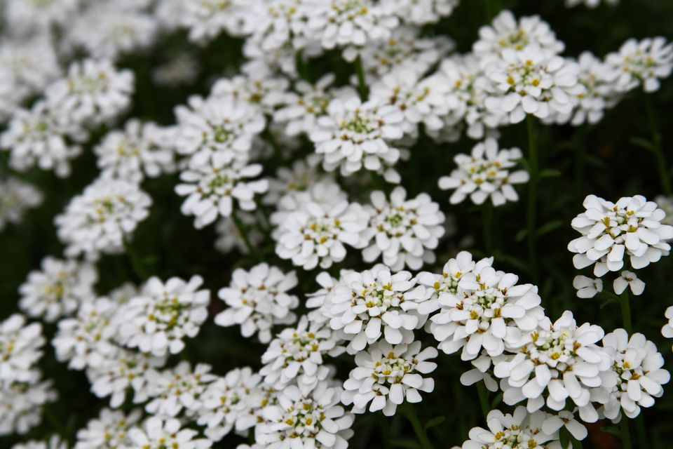 Perennial Drought-Tolerant Ground Covers