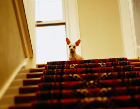 Chihuahua Dog at Top of Stairs