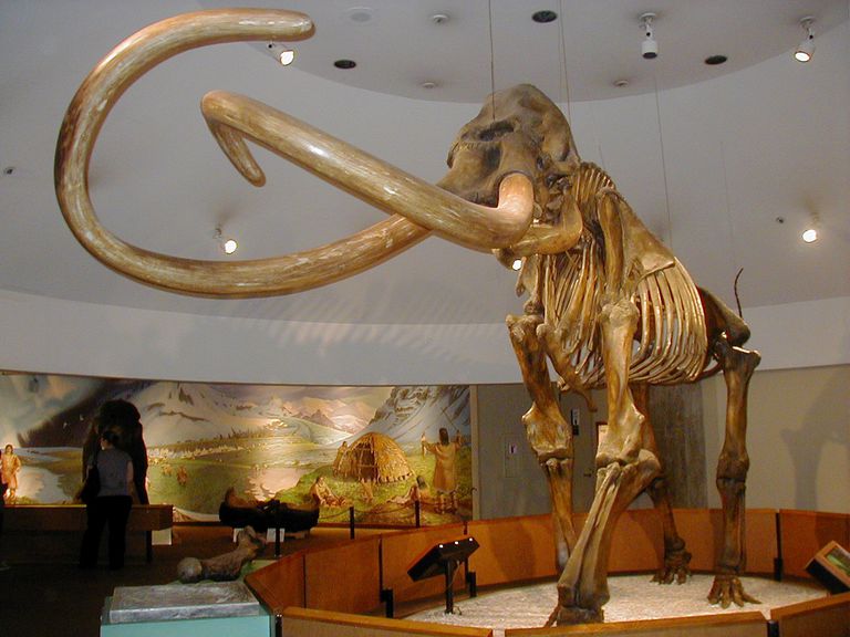 The Columbian Mammoth