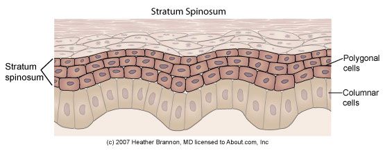 Anatomy of the Epidermis with Pictures