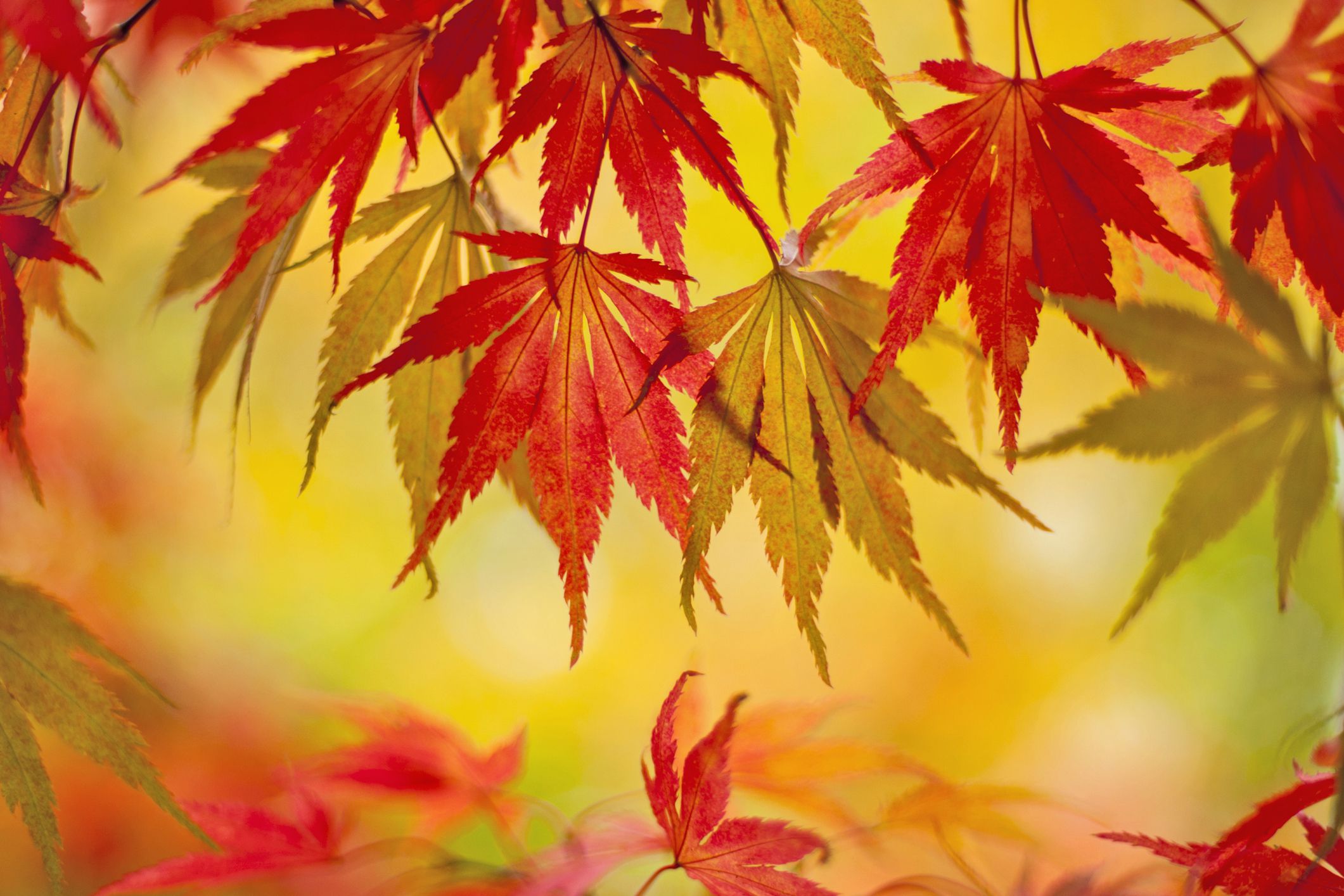 How to Protect Japanese Maple Trees from Winter Damage