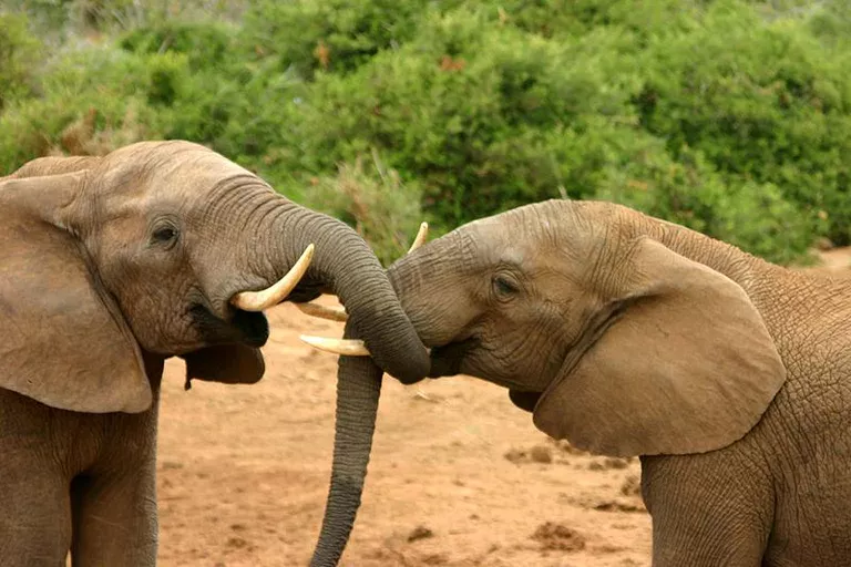 african elephant