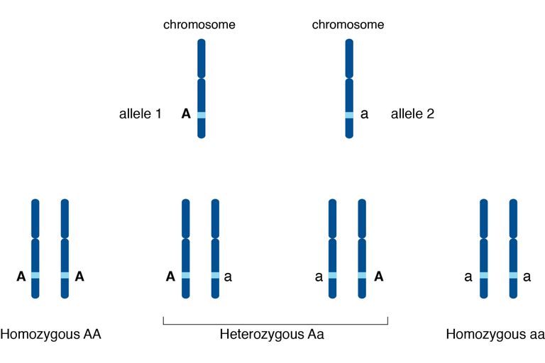 allele-a-genetics-definition