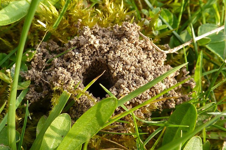 How To Identify And Control Ground Bees