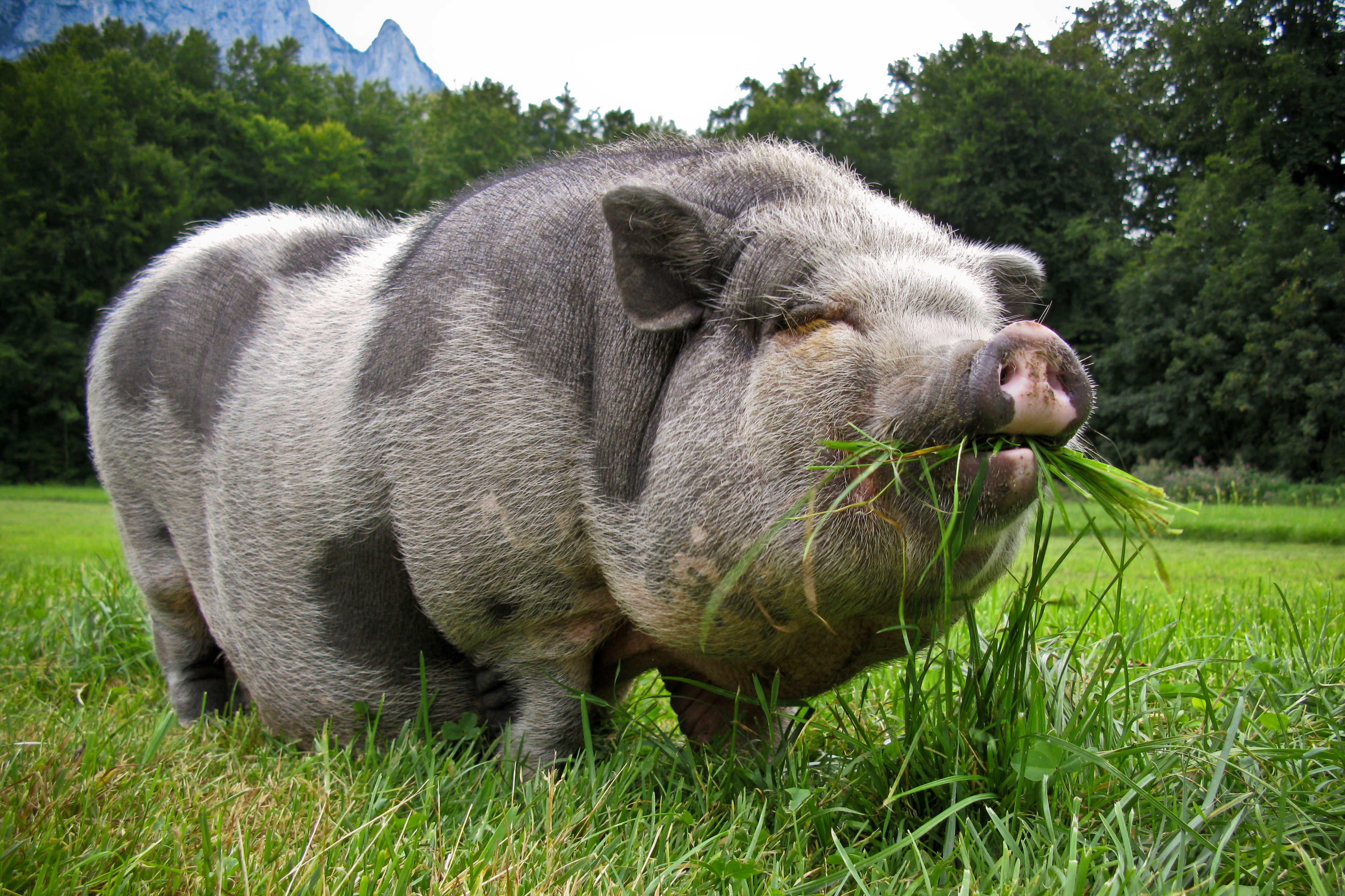 What Do Pot-Bellied Pigs Eat?