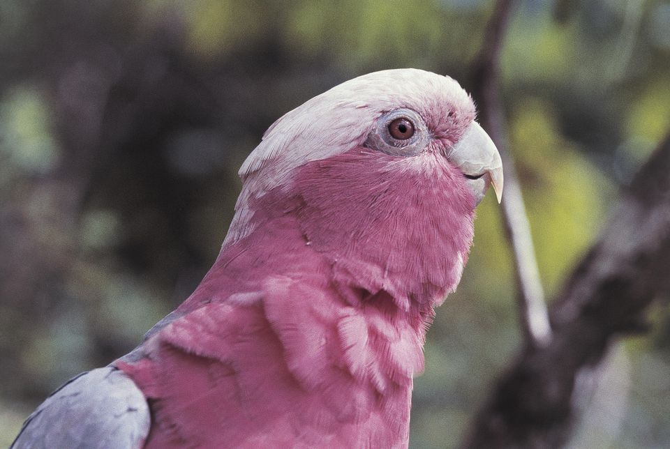rose cockatoo