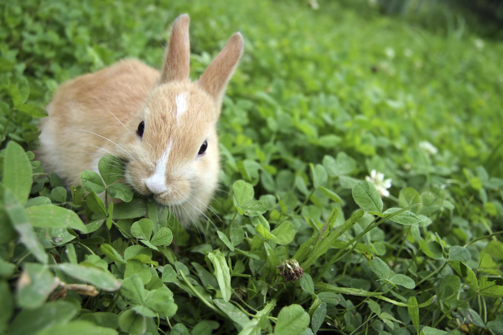 what animal s eat yard plants