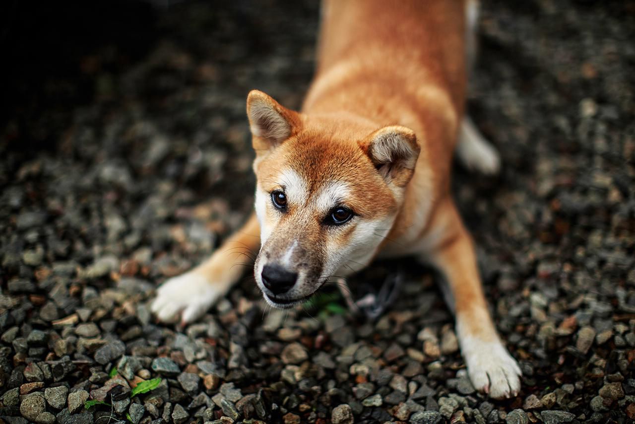 dog-body-language-what-does-the-play-bow-mean