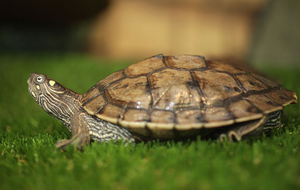 How to Care for Mississippi Map Turtles