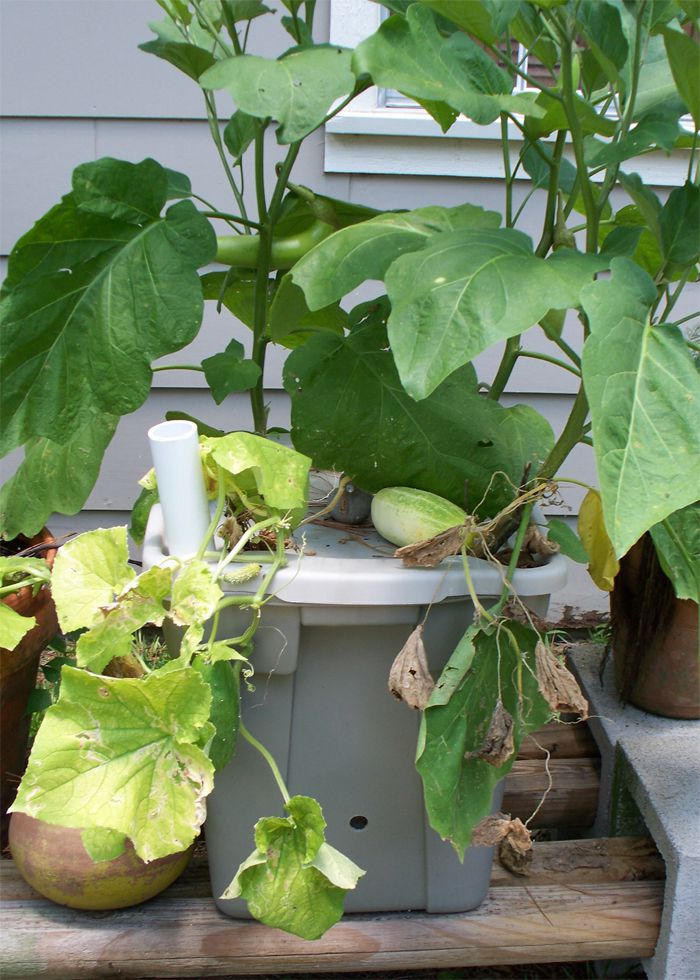 Learn How to Make Your Own Vegetable Container Garden