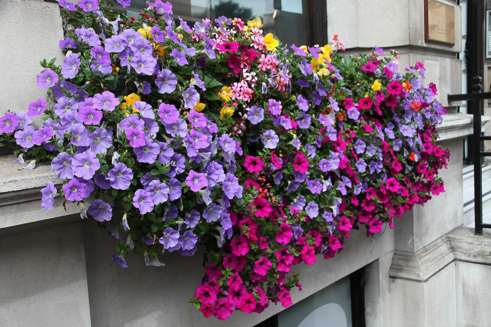 15 Gorgeous Window Box Ideas for Spring