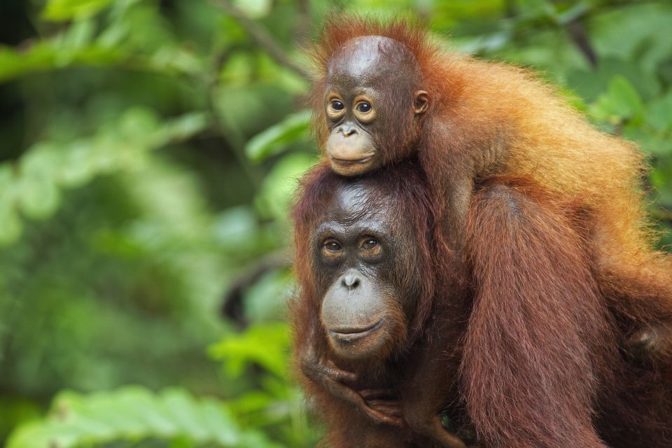Orangutan Borneo | Sumber: TripSavvy