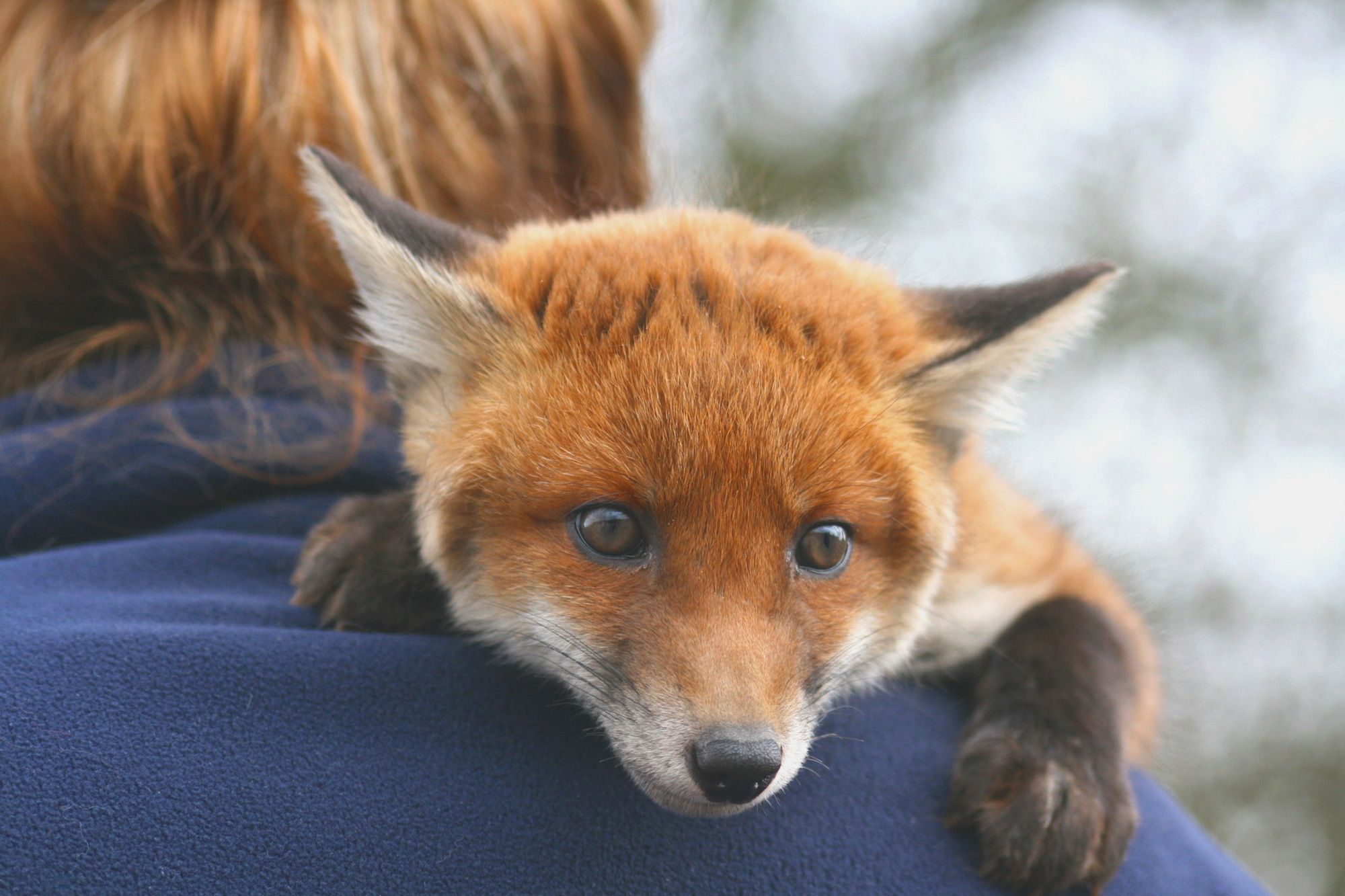 Are Domesticated Foxes Good Pets