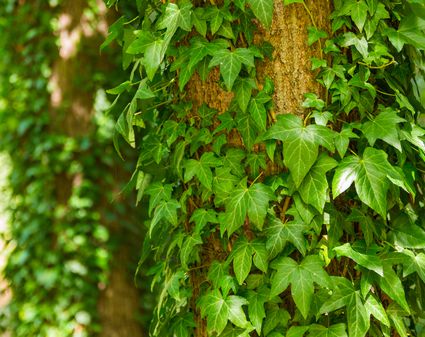 Vinca Minor Vines: Pros, Cons of a Classic Ground Cover