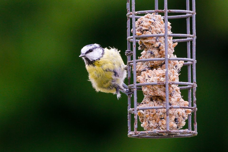 What Is Bad To Feed Birds