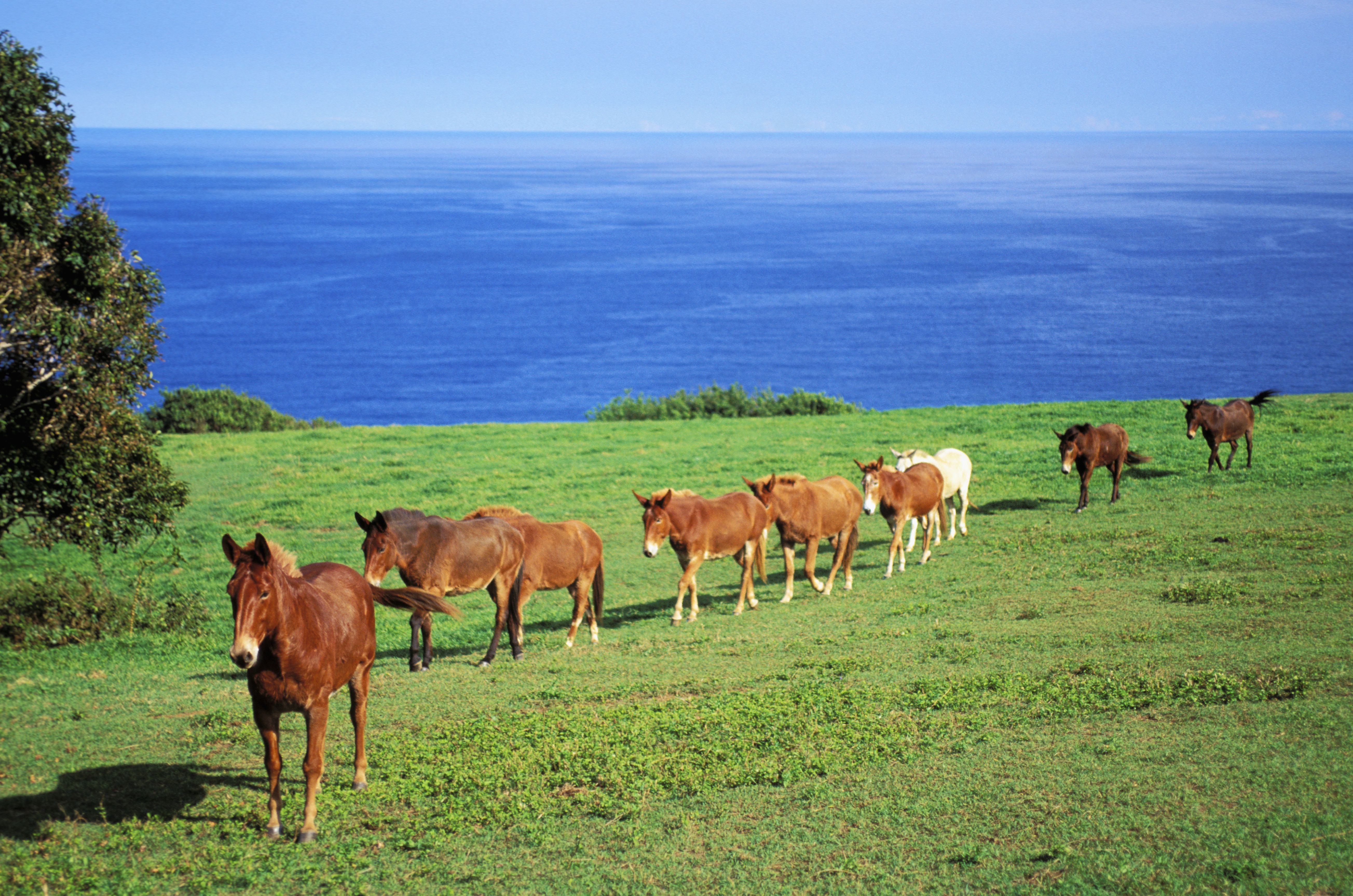 Exploring The Kohala Region Of The Big Island Of Hawaii