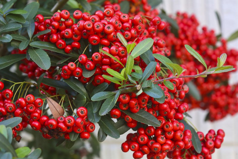 shrubs-with-poisonous-berries-seeds-or-leaves