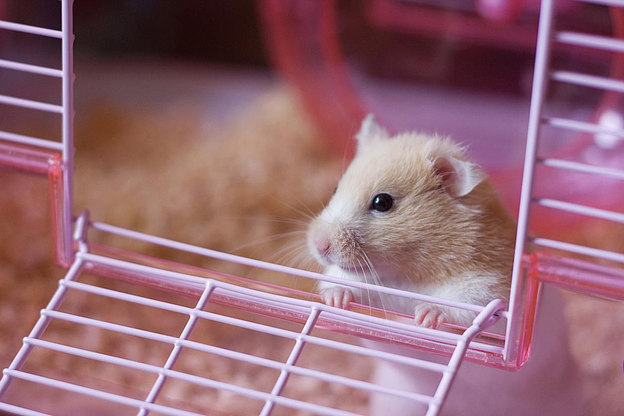 What Do Hamsters Need For Supplies - Hamster Supplies