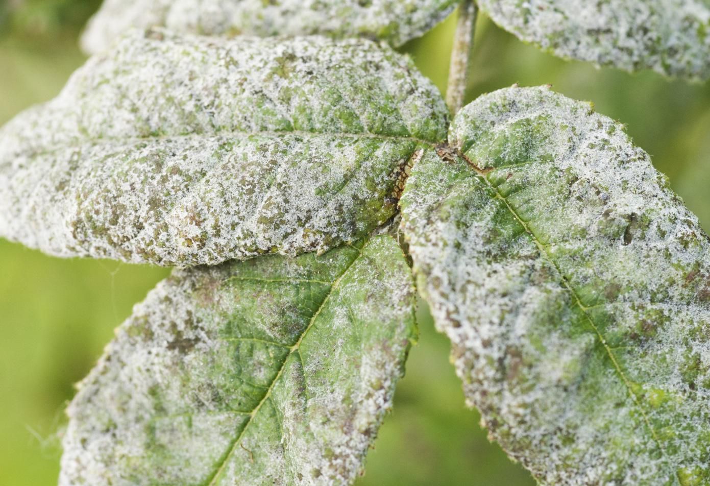 Treating Powdery Mildew On Plants