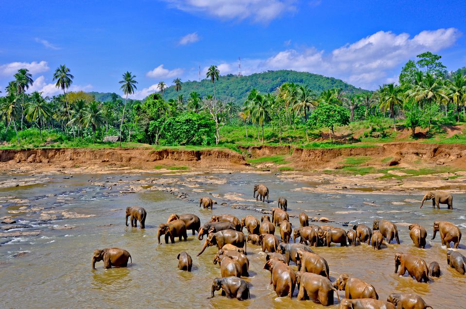 Bathingbaby elephants in Pinnawala