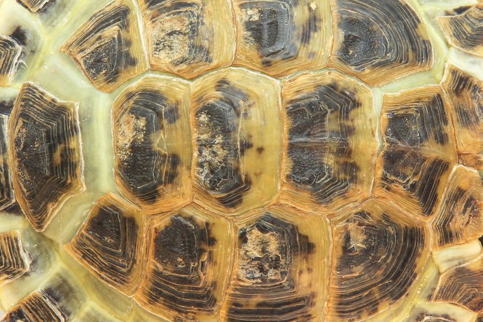 Turtle and Tortoise Shells - Turtle Shell Health