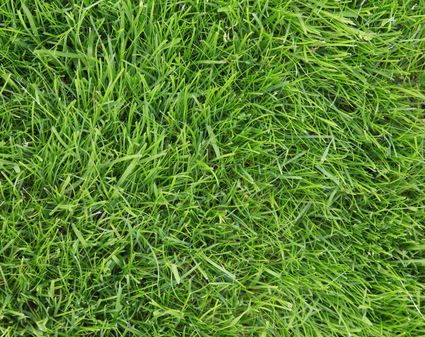 Summer Heat Stress on Your Grass