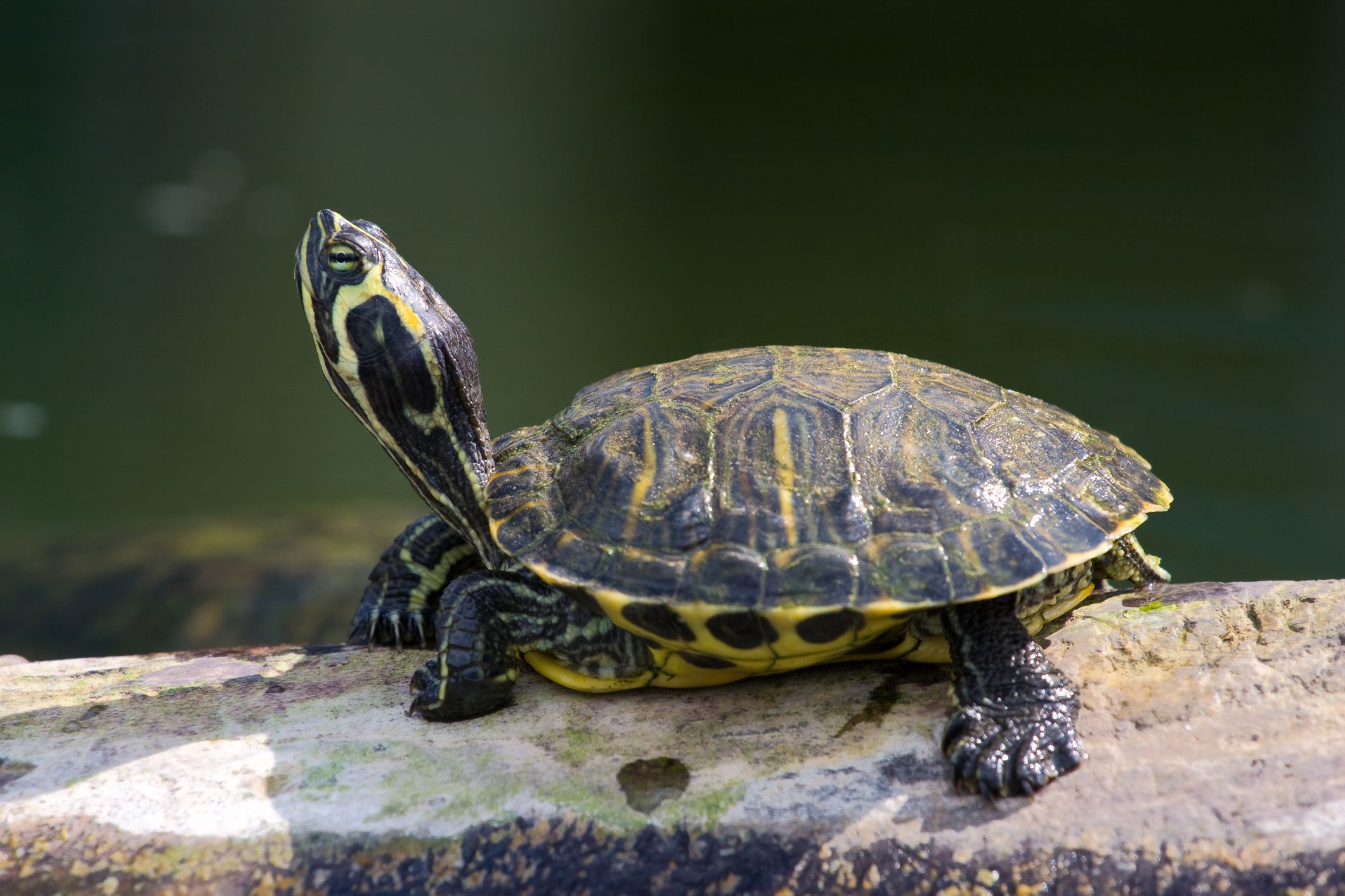 red eared slider turtle