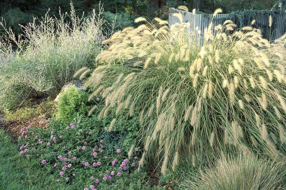 gracillimus-maiden-grass-privacy-landscaping-backyard-landscaping