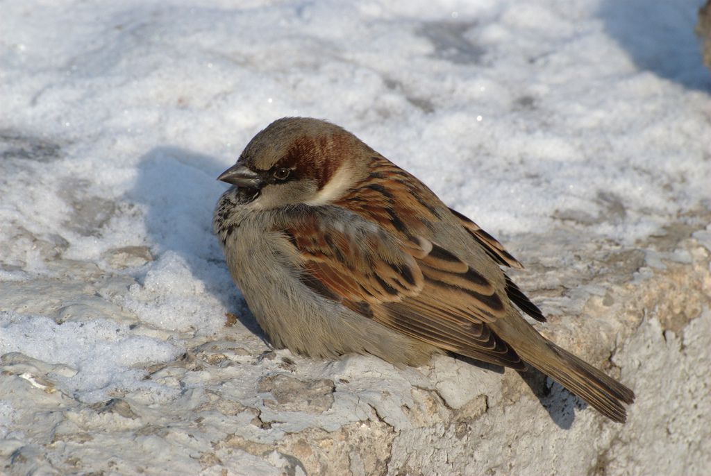 What Birds Stay In The Winter