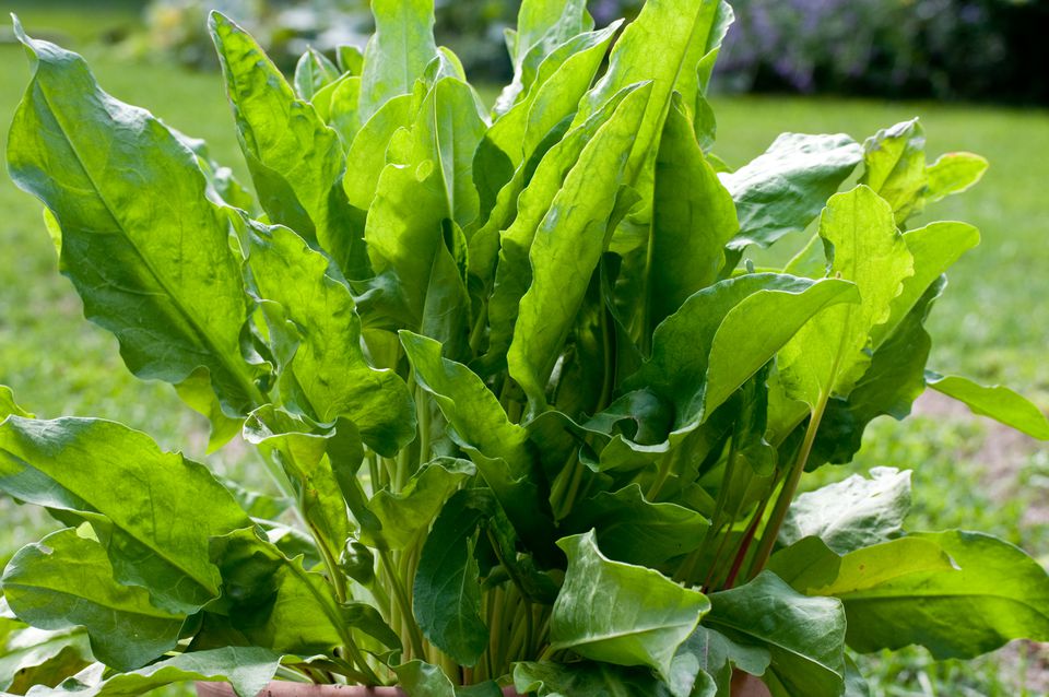 An Easy How-To For Growing Sorrel