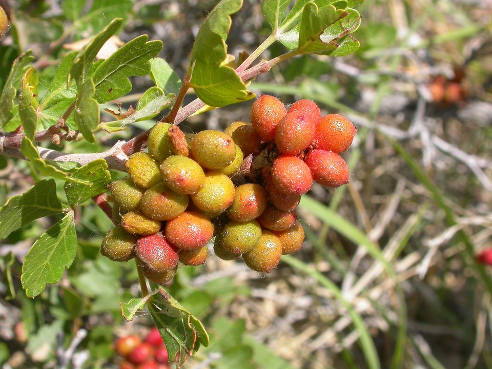 Sumac Trees and Shrubs