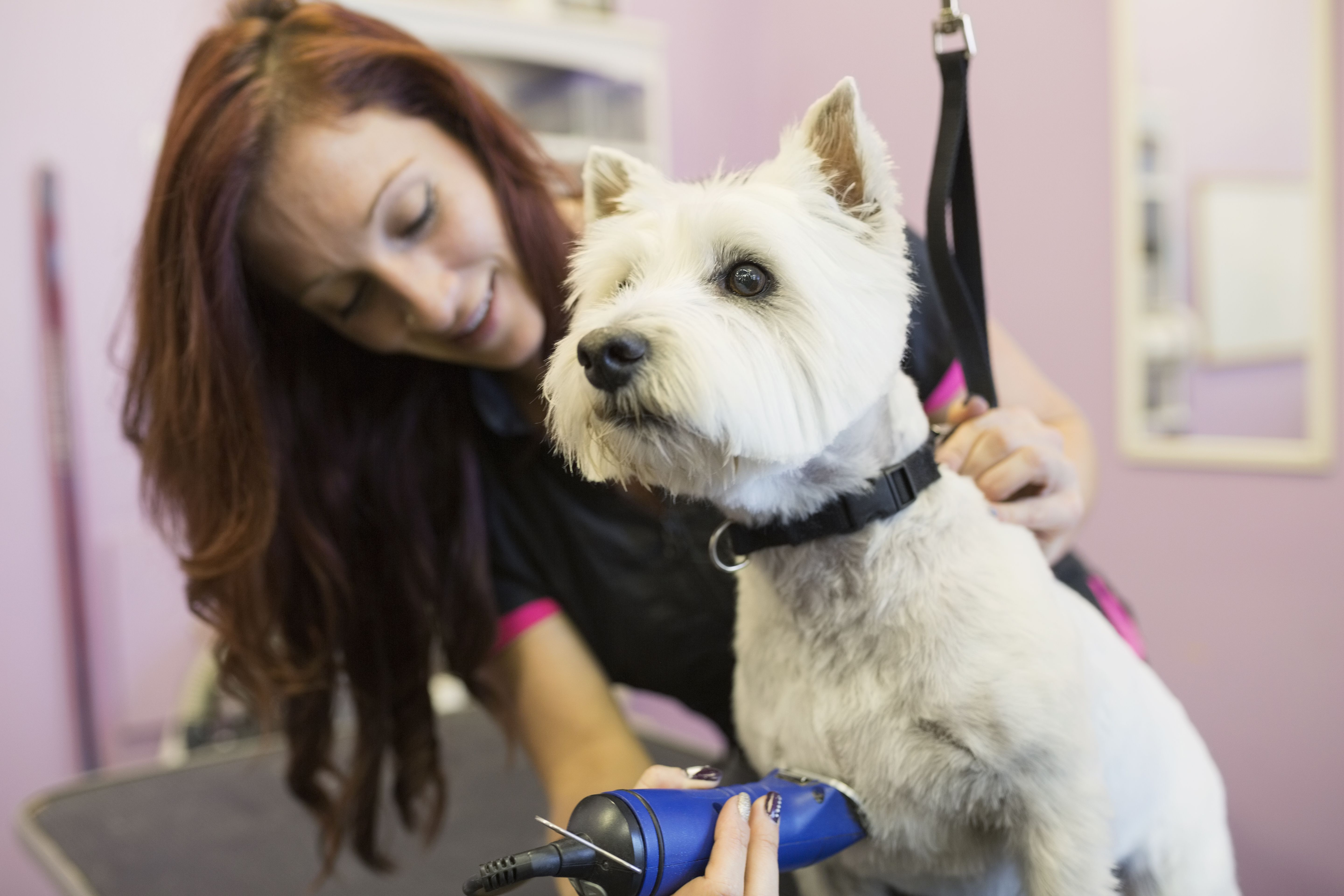 How to Start a Dog Grooming Business