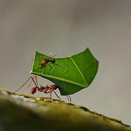 Learn About All Kinds of Ants - Introduction