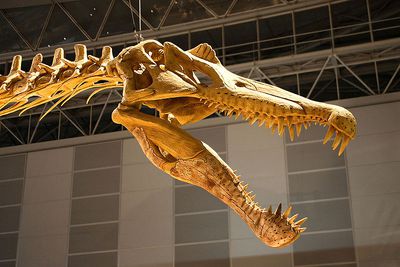 Learn About Spinosaurus, the Sailed Dinosaur