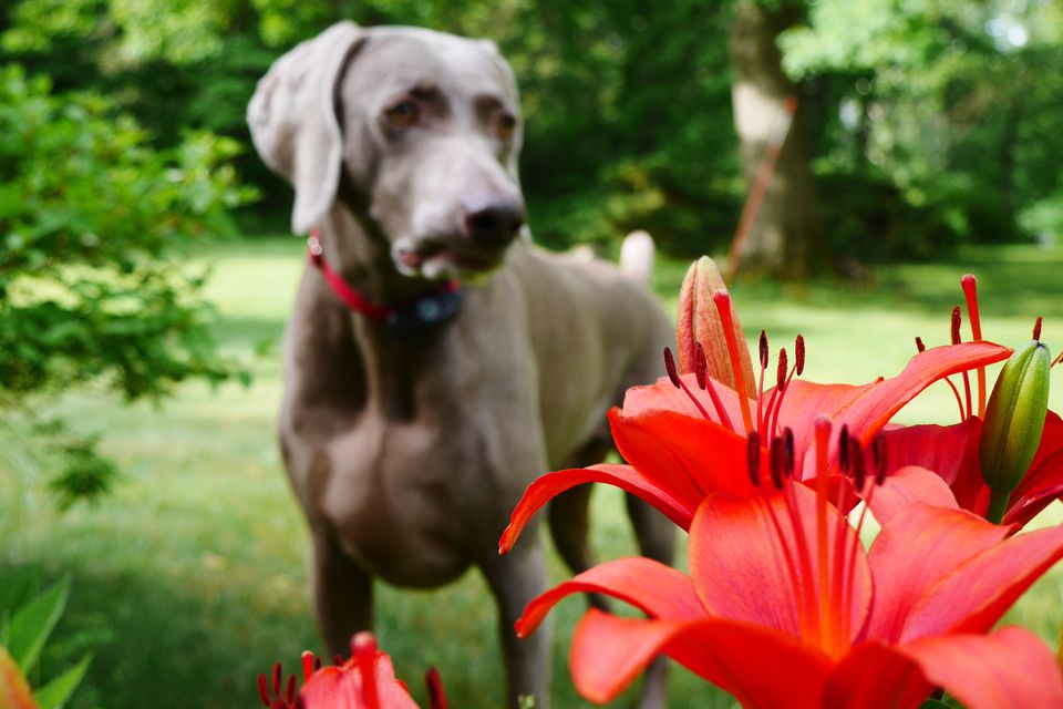 Poisonous Plants for Puppies: First Aid Treatment